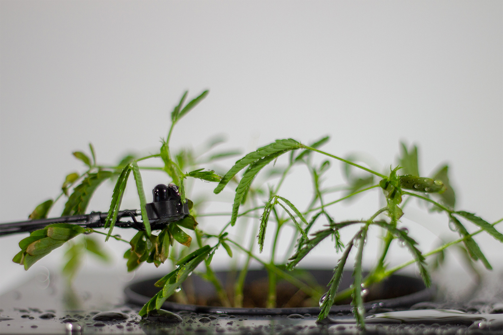 Mimosa pudica and infrared proximity sensor